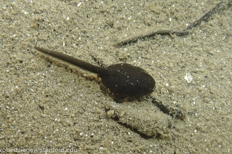 Anza Borrego